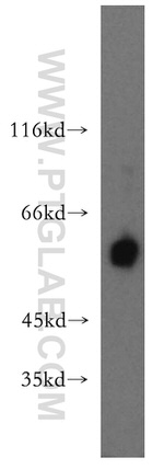 P2RX4 Antibody in Western Blot (WB)