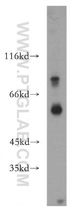 P2RX4 Antibody in Western Blot (WB)