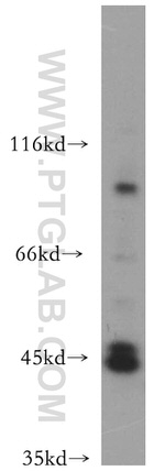 ACTL7B Antibody in Western Blot (WB)