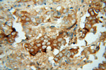 ACTL7B Antibody in Immunohistochemistry (Paraffin) (IHC (P))