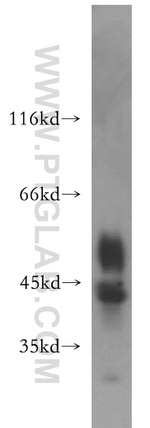 MSY2 Antibody in Western Blot (WB)