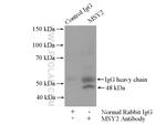 MSY2 Antibody in Immunoprecipitation (IP)