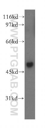 MSY2 Antibody in Western Blot (WB)