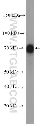 PES1 Antibody in Western Blot (WB)