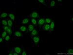 IKZF2 Antibody in Immunocytochemistry (ICC/IF)