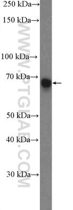 IKZF2 Antibody in Western Blot (WB)