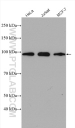 APC2 Antibody in Western Blot (WB)