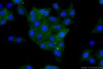 BST2 Antibody in Immunocytochemistry (ICC/IF)