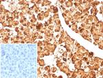 Carboxypeptidase A1/CPA1 (Pancreatic Cancer Marker) Antibody in Immunohistochemistry (Paraffin) (IHC (P))