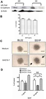 E-cadherin Antibody in Western Blot (WB)