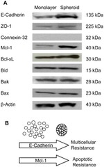 E-cadherin Antibody in Western Blot (WB)