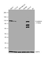 E-cadherin Antibody