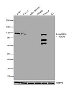 E-cadherin Antibody in Western Blot (WB)