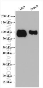 TGN46 Antibody in Western Blot (WB)