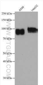 TGN46 Antibody in Western Blot (WB)