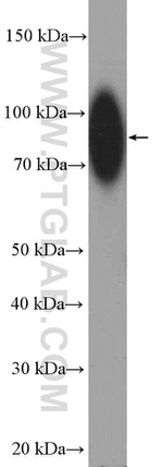 TGN46 Antibody in Western Blot (WB)