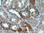 RILP Antibody in Immunohistochemistry (Paraffin) (IHC (P))