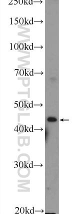 RILP Antibody in Western Blot (WB)