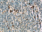 ABCG1 Antibody in Immunohistochemistry (Paraffin) (IHC (P))