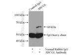 ABCG1 Antibody in Immunoprecipitation (IP)