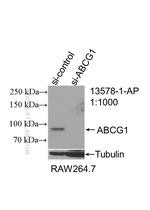 ABCG1 Antibody in Western Blot (WB)