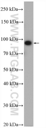 ABCG1 Antibody in Western Blot (WB)