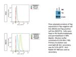 YAP1 Antibody in Flow Cytometry (Flow)