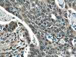 YAP1 Antibody in Immunohistochemistry (Paraffin) (IHC (P))