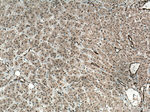 YAP1 Antibody in Immunohistochemistry (Paraffin) (IHC (P))