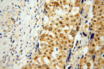 YAP1 Antibody in Immunohistochemistry (Paraffin) (IHC (P))