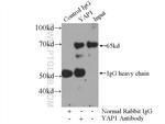 YAP1 Antibody in Immunoprecipitation (IP)