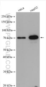 YAP1 Antibody in Western Blot (WB)