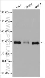 YAP1 Antibody in Western Blot (WB)