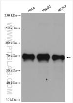 YAP1 Antibody in Western Blot (WB)