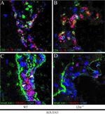 CD254 (RANK Ligand) Antibody in Immunocytochemistry (ICC/IF)