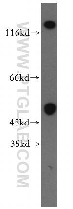 GRIK2 Antibody in Western Blot (WB)