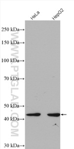 FBXO22 Antibody in Western Blot (WB)