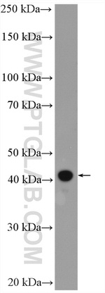 FBXO22 Antibody in Western Blot (WB)