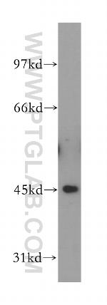 FBXO22 Antibody in Western Blot (WB)