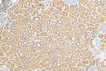 TOB2 Antibody in Immunohistochemistry (Paraffin) (IHC (P))