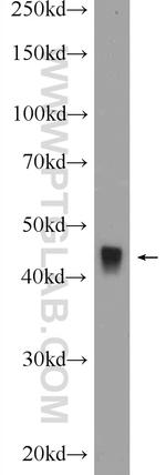 TOB2 Antibody in Western Blot (WB)