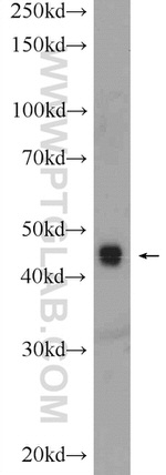 TOB2 Antibody in Western Blot (WB)