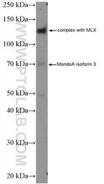 MLXIP Antibody in Western Blot (WB)