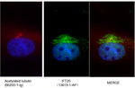 IFT20 Antibody in Immunocytochemistry (ICC/IF)