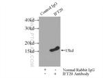 IFT20 Antibody in Immunoprecipitation (IP)