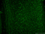 TTL Antibody in Immunohistochemistry (PFA fixed) (IHC (PFA))