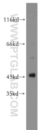 TTL Antibody in Western Blot (WB)