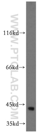 TTL Antibody in Western Blot (WB)