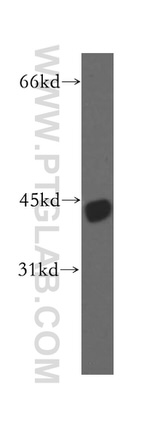 TTL Antibody in Western Blot (WB)