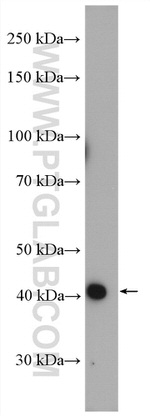 TTL Antibody in Western Blot (WB)